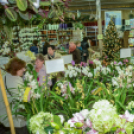 Orchideák éjszakája az Oázis kertészetben