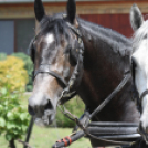 Városi Nyitott Pince Napok 2013