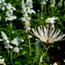 Együttműködésbe kezdett a csemői Marosi Faiskola és a Nemzeti Agrárkutatási és Innovációs Központ