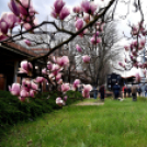 Két új magnóliafát ültettek