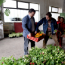 Szebb, virágosabb Ceglédért