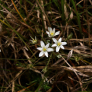 Karanténséta a Gerje parton