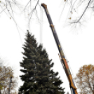 Megérkezett a város karácsonyfája
