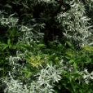 Karanténséta a Gerje parton