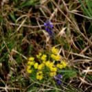 Karanténséta a Gerje parton