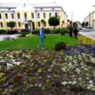 Ments meg egy árvácskát!