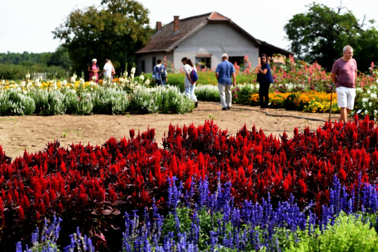 Együttműködésbe kezdett a csemői Marosi Faiskola és a Nemzeti Agrárkutatási és Innovációs Központ