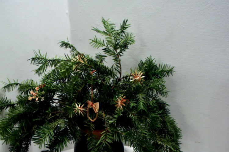 Betlehemi jászol pályázat