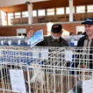 Galambkiállítás Cegléden