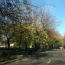 Halló Cegléd - Rákóczi út