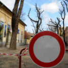 Megmetszették az ostorfákat