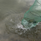 Éhmann Ferenc Emlék Kupa