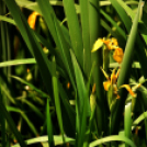 Karanténséta a Gerje parton