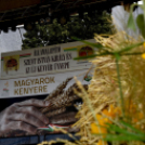 Augusztus 20 Cegléden 