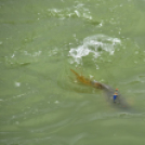 Pünkösdi horgászverseny