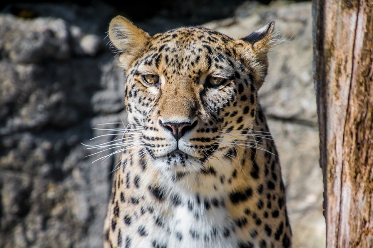 Perzsa leopárddal gazdagodott a pécsi állatkert