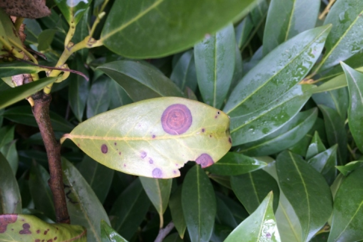 Kártevők a kertben 1.