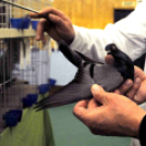 Ceglédi galamb mustra