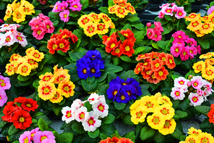 A legvidámabb duó!