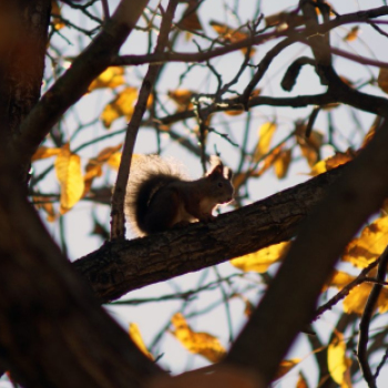 Ceglédi mókuscsalád