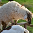 Régi idők piacztere