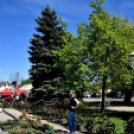 Virágvásár és főzőfesztivál Csemőben