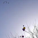 Magyar költészet napja