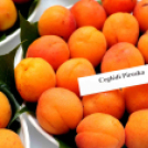 Kajszibarack tanácskozás a Gyümölcskutatóban