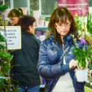 Orchideák éjszakája az Oázis kertészetben