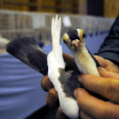 Ceglédi galamb mustra