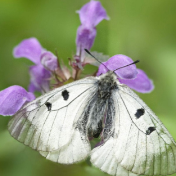 Tardonától az ,,őserdőig’’