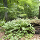 Tardonától az ,,őserdőig’’