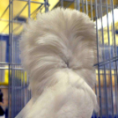 Galambkiállítás Cegléden