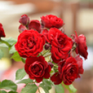 Rózsák Hétvégéje - Oázis Kertészeti Áruház