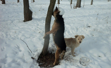 Kegyetlen állatkínzás! 100 000 Ft a nyomravezetőnek