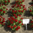 Kováts Zoltán Emlékülés Csemőben