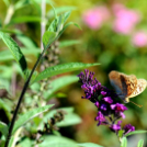 Színpompás bemutató