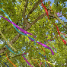 A város májusfája II.