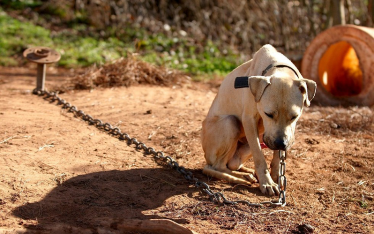 Borzalmas körülmények között tartottak kutyákat egy ceglédi tanyán