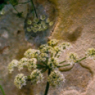 ,,Tudom e mérni a mérhetetlent’’