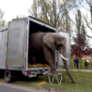 Elefántok érkeztek a Vörösmarty térre