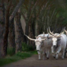 MAFOSZ kiállítás képei