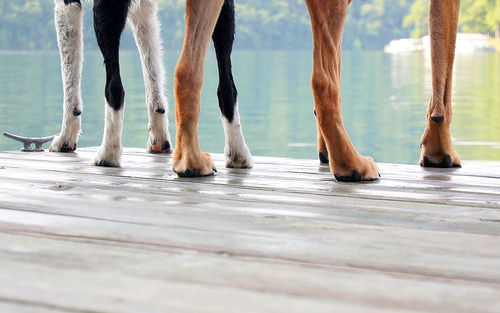 Licit a négylábúakért