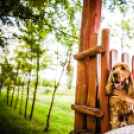 A kedvencek visszatértek