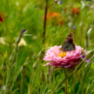 Kováts Zoltán Emlékülés Csemőben