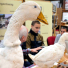 Pályaválasztási kiállítás