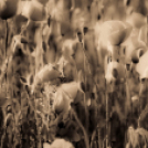 ,,Tudom e mérni a mérhetetlent’’