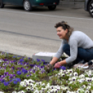 Ments meg egy árvácskát!