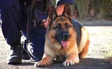 Szimatot fogtak Nagykőrösön