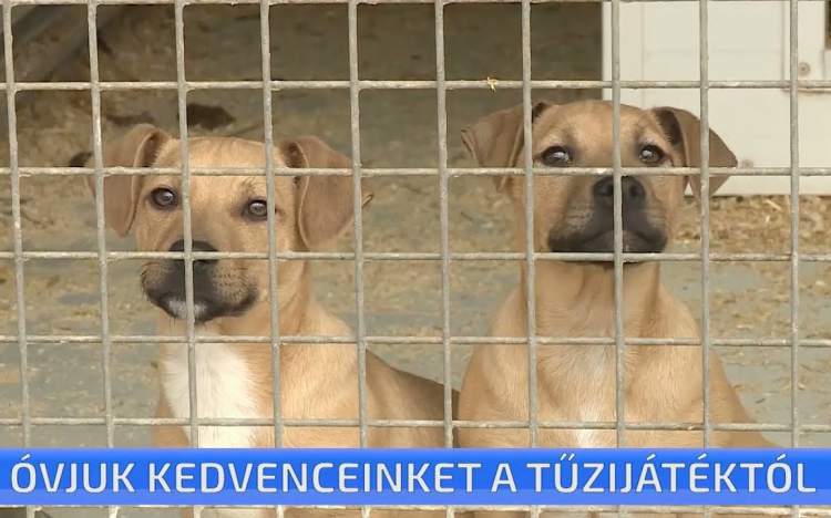 Óvjuk kedvenceinket a tűzijátéktól